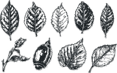 Wall Mural - Collection of Hand Drawn Leaf and Seed Designs in Black and White