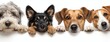 © SKIMP Art - various dogs peeking over the edge, all with paws on a white banner, isolated on a white background Generative AI