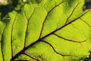 Green beetroot leaf texture background