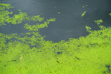 Wall Mural - pond waterlogging, the water surface is covered with duckweed