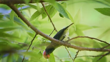Wall Mural - grey-sided flowerpecker dicaeum celebicum small grey bird with red breast in dicaeidae endemic to in
