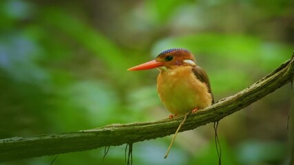 Wall Mural - sulawesi dwarf kingfisher ceyx fallax ruddy bird in alcedinidae endemic to sulawesi, also celebes fo