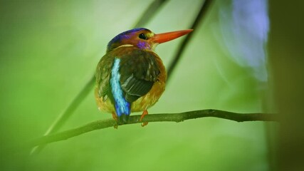 Wall Mural - sulawesi dwarf kingfisher ceyx fallax ruddy bird in alcedinidae endemic to sulawesi, also celebes fo
