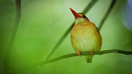 Wall Mural - sulawesi dwarf kingfisher ceyx fallax ruddy bird in alcedinidae endemic to sulawesi, also celebes fo