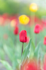 Wall Mural - Colorful red tulips blossom in spring garden