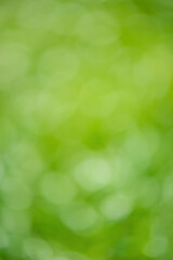 Wall Mural - Abstract defocus light background natural blurred nature.