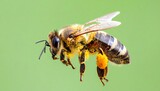 Macro photograph of a Western honey bee in dynamic flight with yellow pollen sacks.