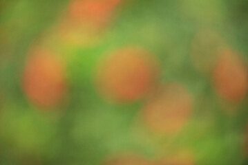 Wall Mural - Defocused abstract background red with green. Defocused light natural.