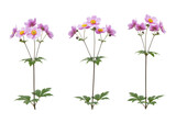 Three delicate pink japanese anemone flowers with yellow centers and green leaves, isolated on a transparent background, showcasing natural beauty