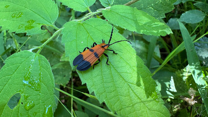 reticulated net winged beetle on leaf