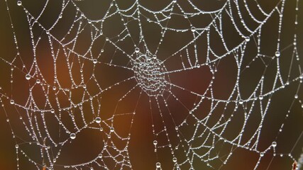 Dew-Kissed Spiderweb Morning's Delicate Trap