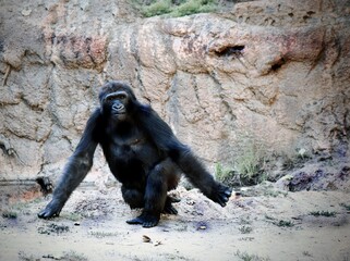 Wall Mural - gorilla in a zoo enclosure.