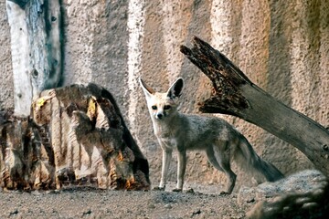 Wall Mural - fennec fox in desert environment