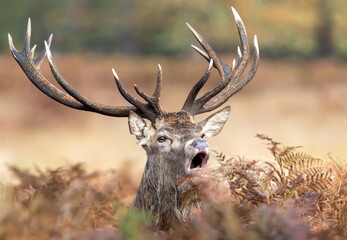 Wall Mural - Portrait of a red deer stag calling during the rut in autumn