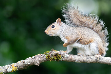 Wall Mural - Portrait of a curious young grey squirrel standing on a tree branch
