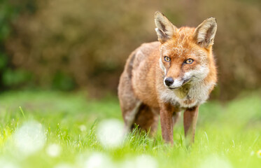 Wall Mural - Portrait of a red fox standing on green grass in a meadow