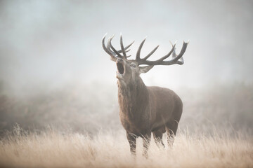 Wall Mural - Portrait of a red deer stag calling in the mist during the autumn rut