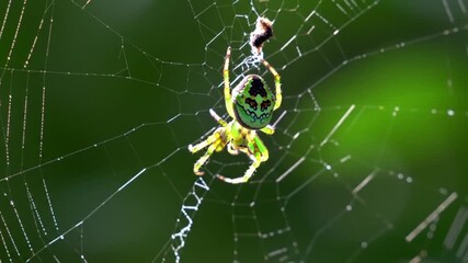 spider on web
