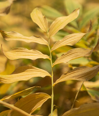 Wall Mural - A leaf is yellow and brown