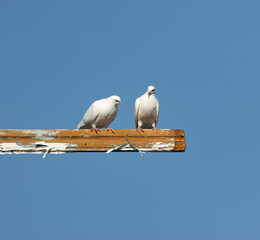 Wall Mural - Two white birds sitting on a wooden post