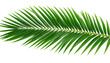 © Asif - green palm leaf isolated