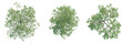 © DH Tree Stock - Avicennia germinans  Tree plan top view cutout isolate on white background