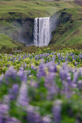 Canvas Print - beautiful blooming lupin flowers around skogafoss.