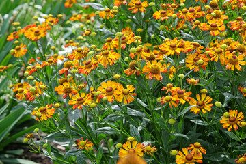 Wall Mural - Dainty yellow and rusty orange Helenium sneezweed 'loysder wieck', in flower.