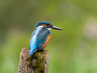 Wall Mural - Kingfisher, Alcedo atthis
