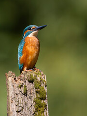 Wall Mural - Kingfisher, Alcedo atthis