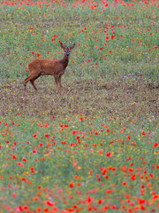 Wall Mural - Roe deer, Capreolus capreolus