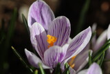 spring crocus flowers