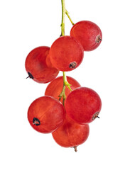 Wall Mural - bunch of red currants with seven berries on white