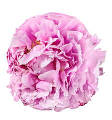 Wall Mural - isolated light pink dense peony bloom