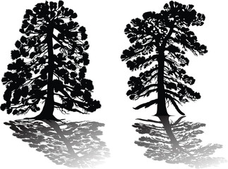 Wall Mural - two large pine silhouettes and shadows on white