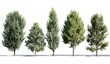 © canvas - Five trees of varying heights and leaf densities against a white background