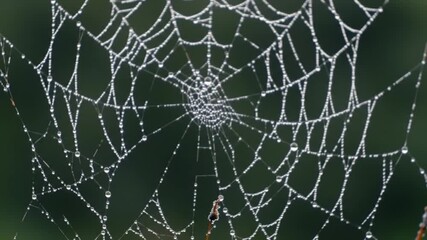 A delicate spiderweb, intricately woven with glistening dew drops, captures the morning light in a natural setting, showcasing the intricate beauty of nature's design.
