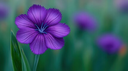 Wall Mural - A purple flower with a green stem is the main focus of the image