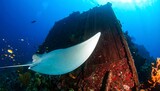 Majestic stingray glides gracefully past a decaying shipwreck, revealing vibrant coral reef life beneath the azure ocean.
