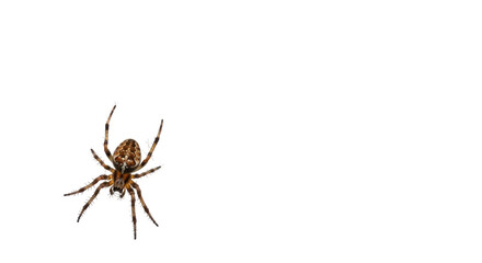 Isolated Garden Spider Suspended