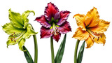 Colorful amaryllis flowers in green, red, and orange hues
