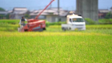 Wall Mural - コンバインでの稲刈り風景