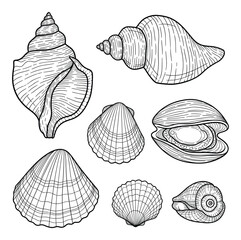 Detailed line art drawing of various seashells. A perfect nautical themed design element.