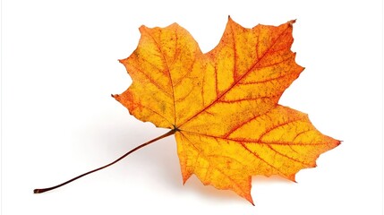 A vibrant autumn maple leaf, isolated on a white background