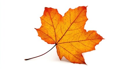 A vibrant autumn maple leaf, isolated on a white background
