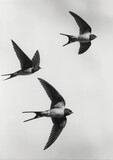 Tres pájaros en vuelo, capturados en una fotografía en blanco y negro.