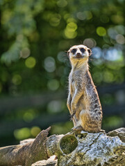 Wall Mural - The Suricata suricatta, commonly known as the meerkat, is a small, highly social mammal native to the arid regions of southern Africa.