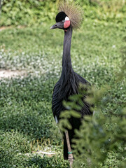 Wall Mural - The Balearica pavonina, commonly known as the Black Crowned Crane, is a stunning and elegant bird native to the Sahel and Sudan–Guinea savanna zones of sub-Saharan Africa.
