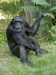 Wall Mural - The common chimpanzee (Pan troglodytes). These highly intelligent and social primates are native to the forests and savannas of tropical Africa, ranging from West Africa to Uganda and Tanzania