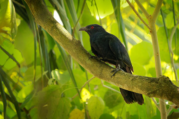 Wall Mural - black-billed koel eudynamys melanorhynchus cuckoo bird in cuculidae endemic to forest and woodland o